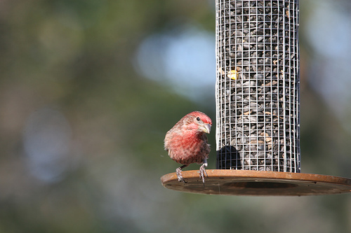 Image 15670 for prototype 204 in ImageNet from class house finch