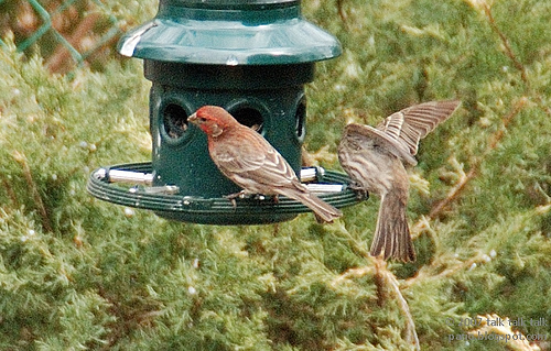 Image 15681 for prototype 204 in ImageNet from class house finch