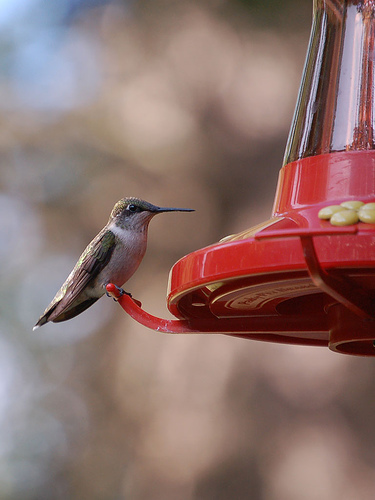 Image 122398 for prototype 204 in ImageNet from class hummingbird