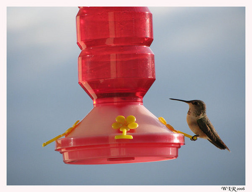 Image 122399 for prototype 204 in ImageNet from class hummingbird