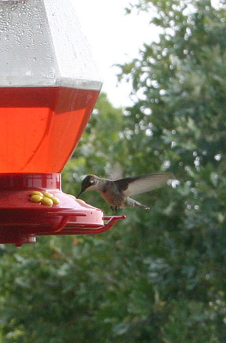 Image 122404 for prototype 204 in ImageNet from class hummingbird
