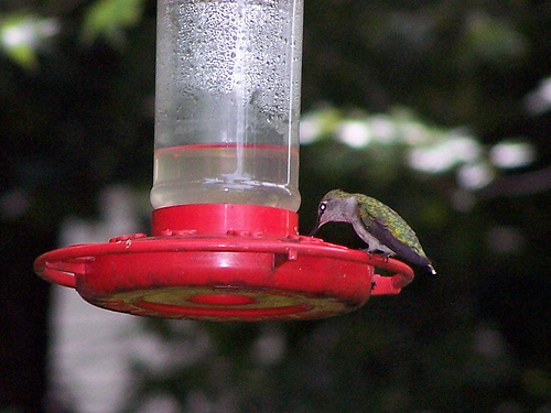 Image 122429 for prototype 204 in ImageNet from class hummingbird