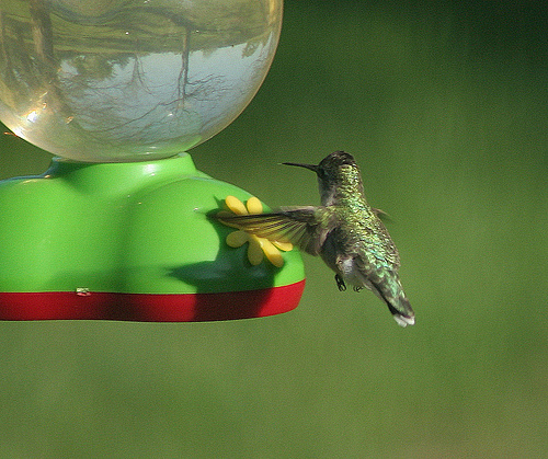 Image 122463 for prototype 204 in ImageNet from class hummingbird