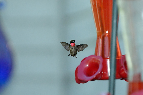 Image 122472 for prototype 204 in ImageNet from class hummingbird