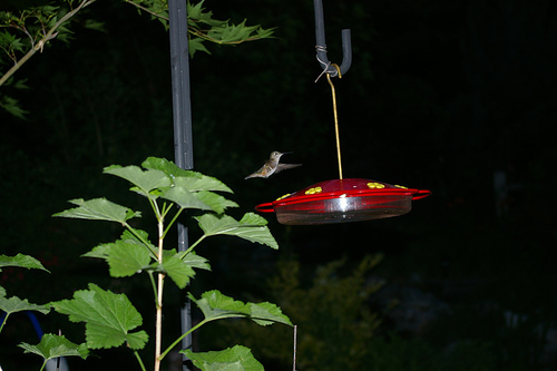 Image 122705 for prototype 204 in ImageNet from class hummingbird